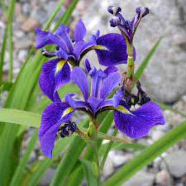 Blue Iris germanica plant