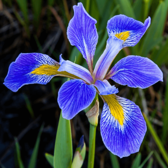 Blue Iris germanica plant