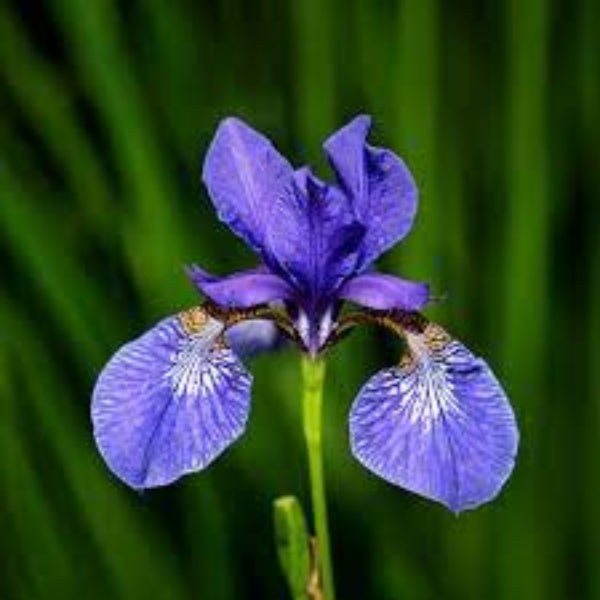 Blue Iris germanica plant