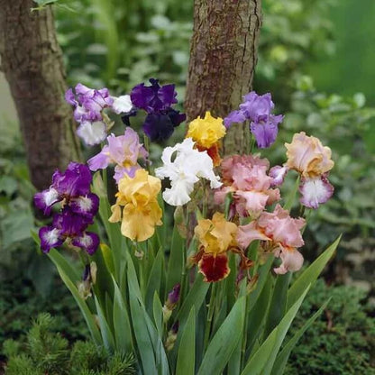Bearded Iris germanica plant