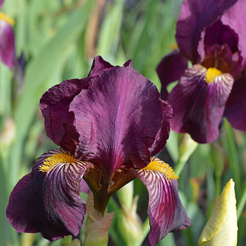 Orchid Iris germanica plant