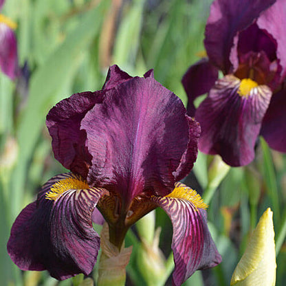 Orchid Iris germanica plant
