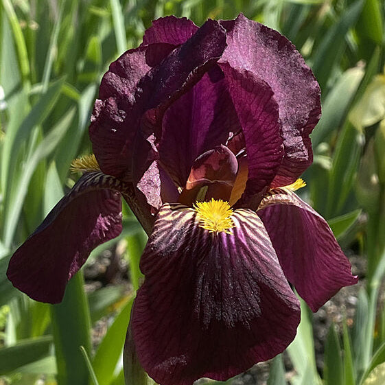 Orchid Iris germanica plant