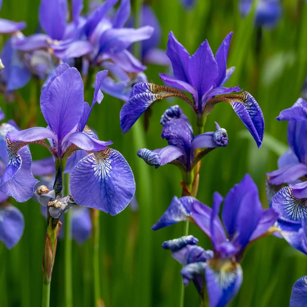 Blue Iris germanica plant