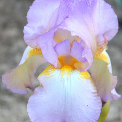 Orchid Iris germanica plant