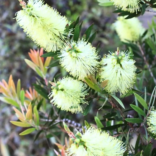 White Callistemon flower seeds
