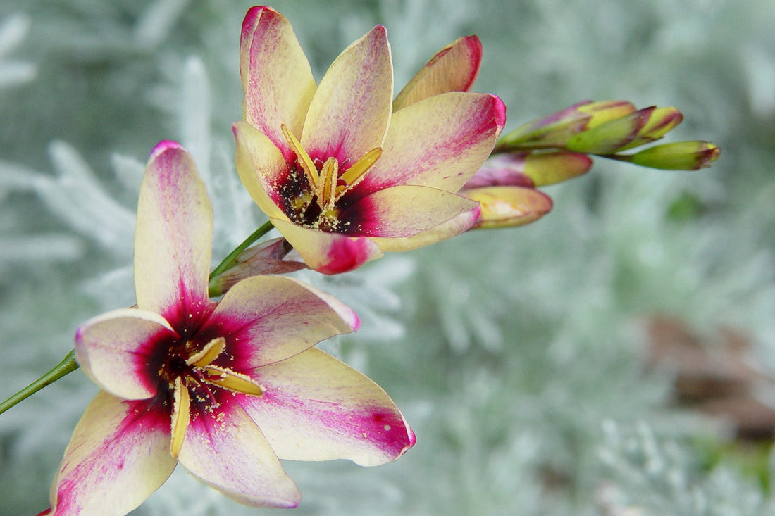 Ixia flower seeds