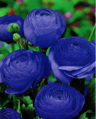 Blue Ranunculus flower seeds