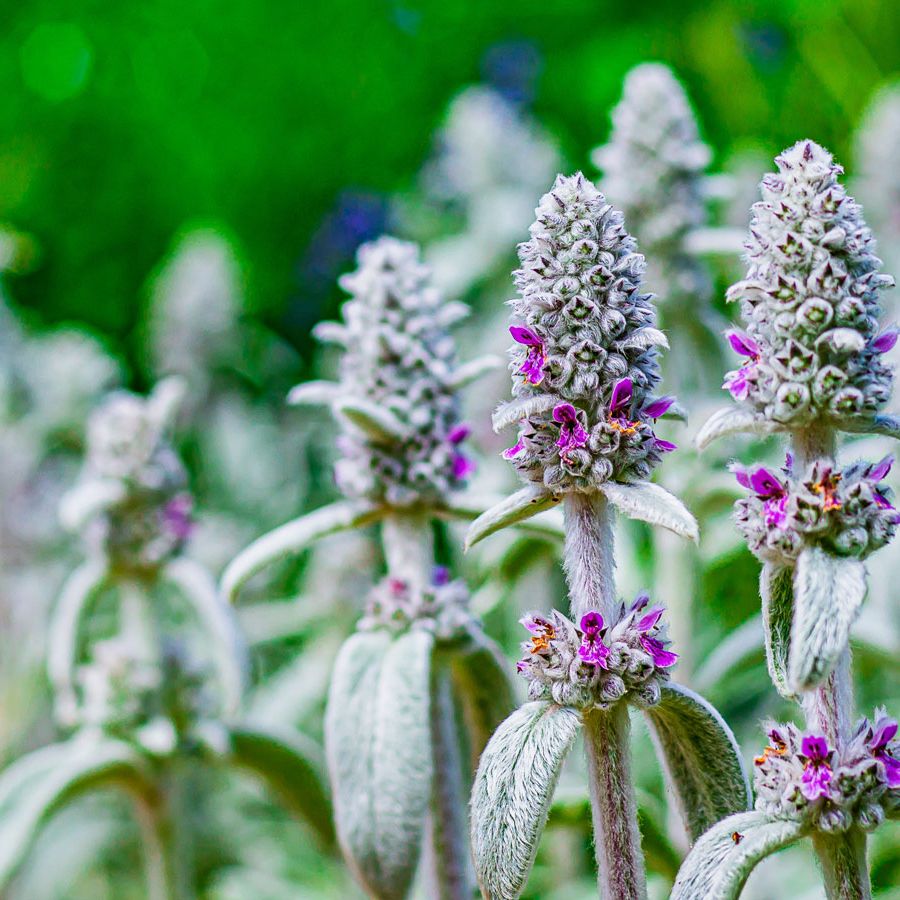 Lamb'S Ear flower seeds