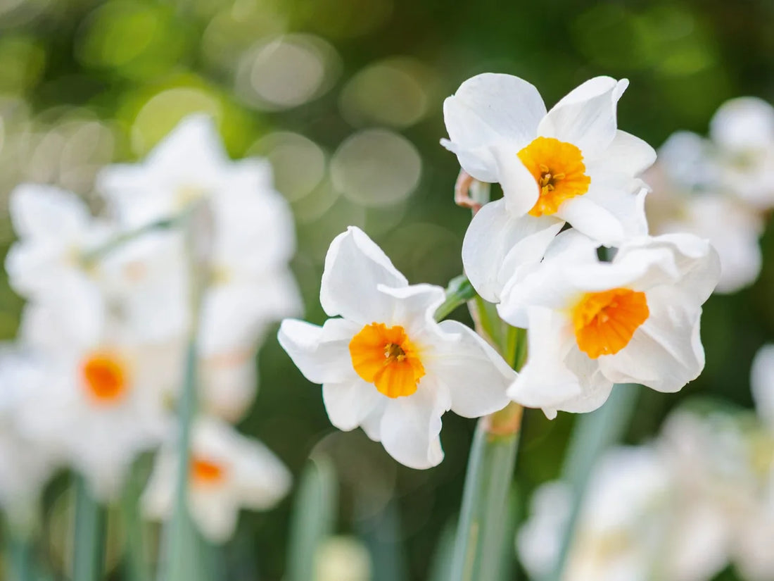 Narcissus White flower seeds