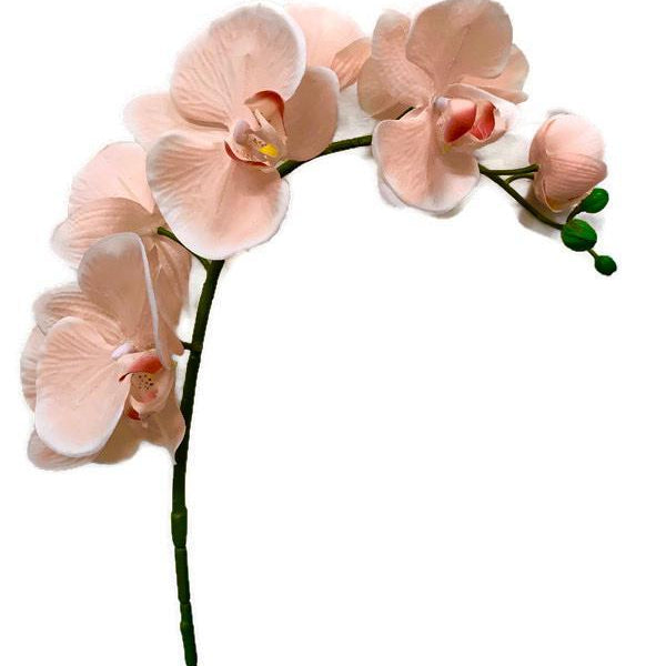 Cream Phalaenopsis Orchid plant