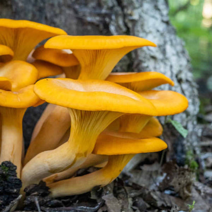Golden Chanterelle Mushroom Spores for Growing