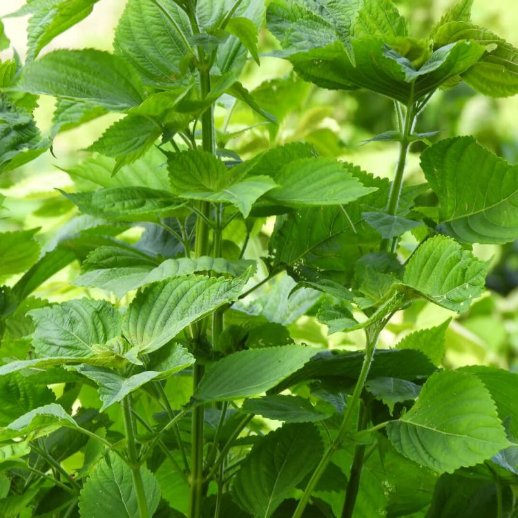 Japanese Basil plant
