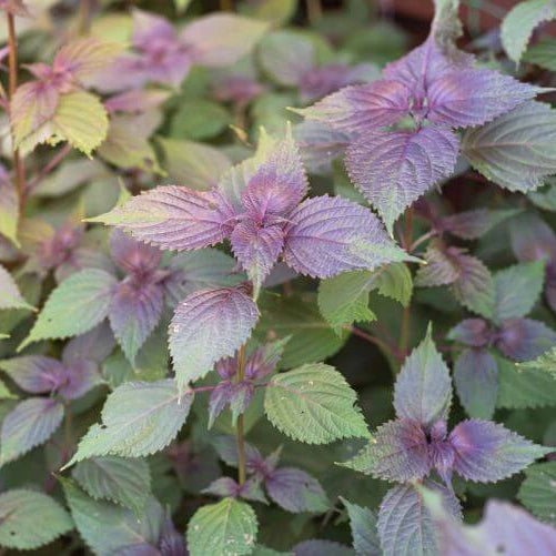 Japanese Basil plant