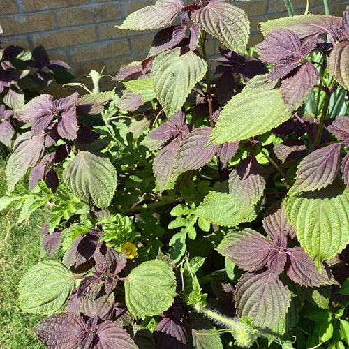 Japanese Basil plant