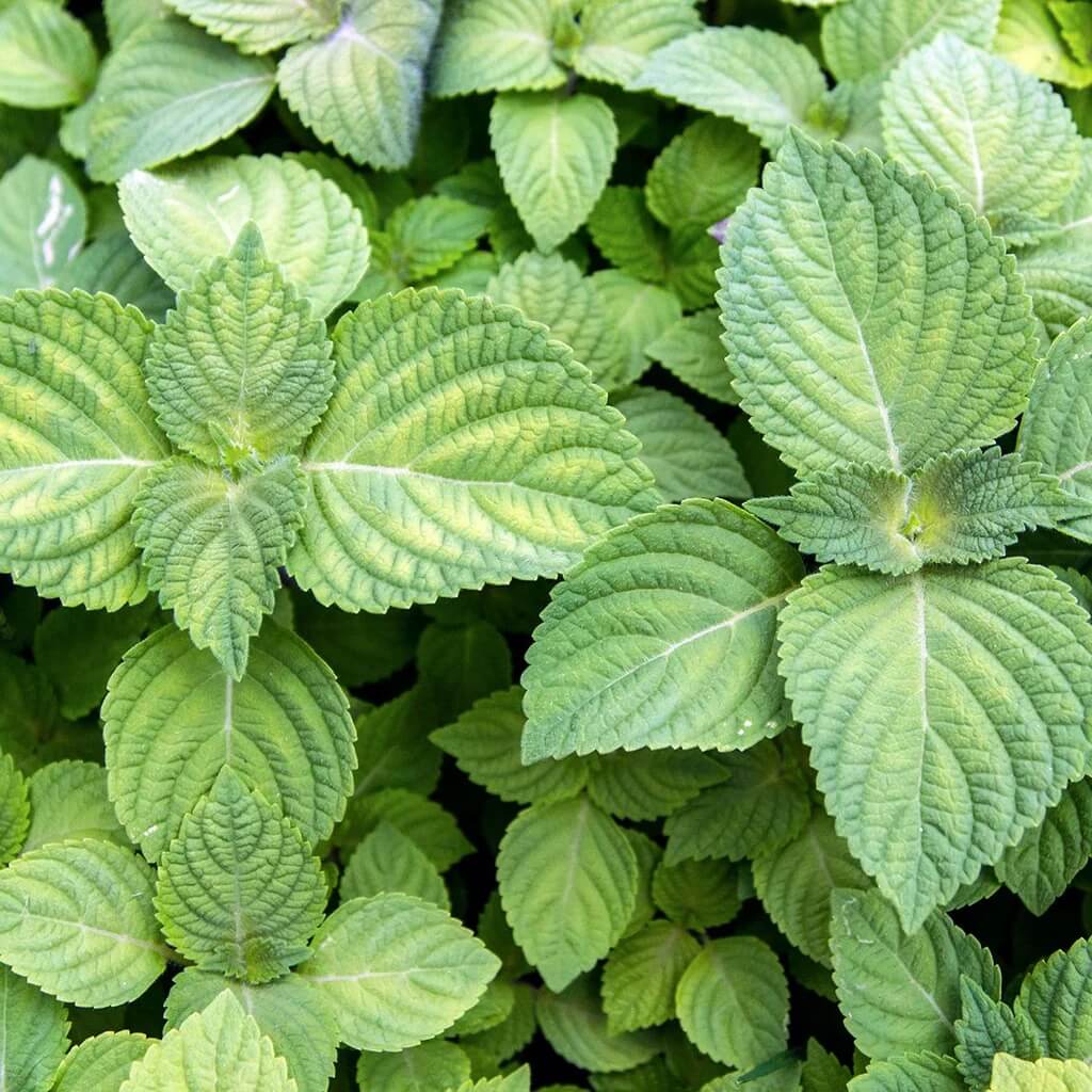 Japanese Basil plant