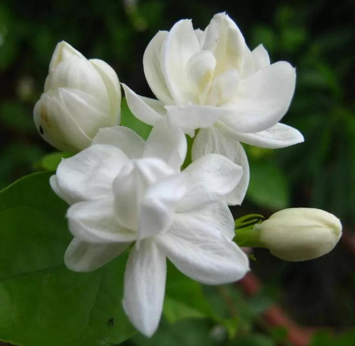 Jasmine flower seeds