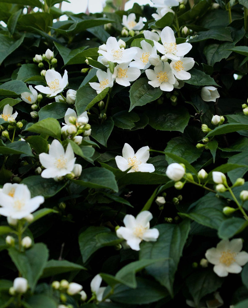 Jasmine Seeds