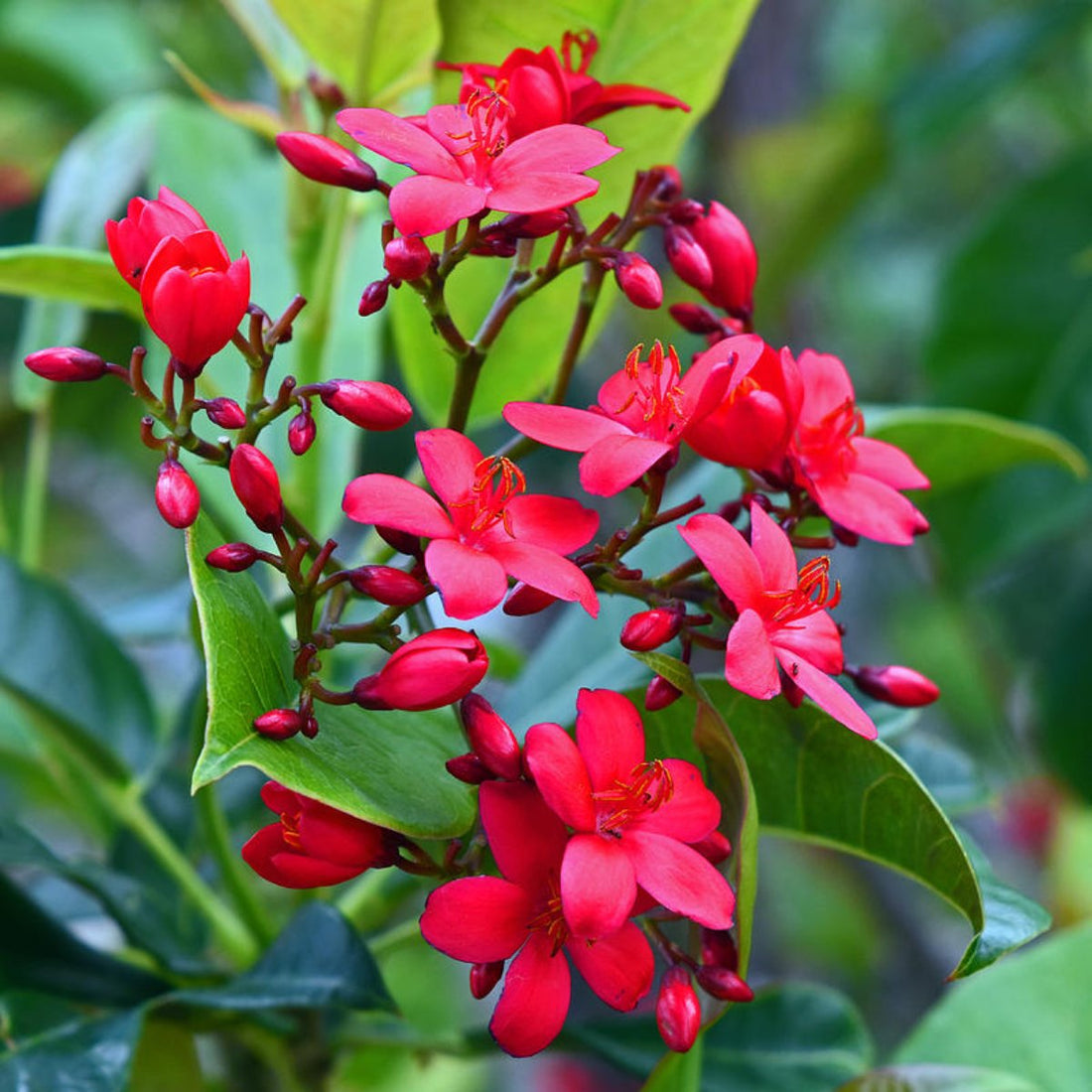 Jatropha flower seeds
