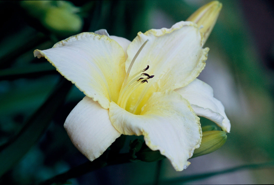 Hemerocallis Lady flower seeds