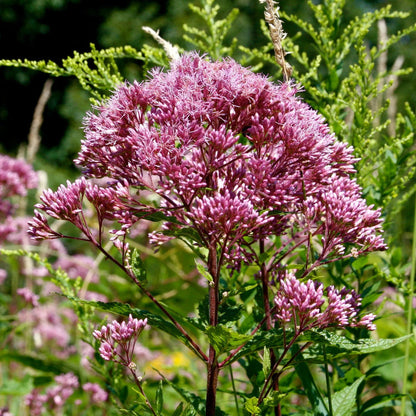 Perennial Joe Pye plant