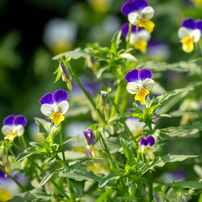 Johnny Jump Up plant