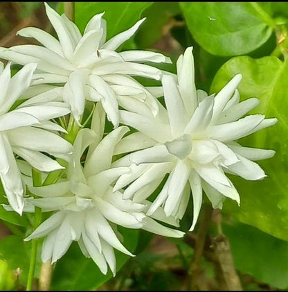 Juhi Jasmine Jasminum auriculatum flowering plant with fragrant white flowers