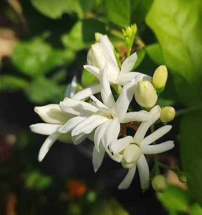 Juhi Jasmine Jasminum auriculatum flowering plant with fragrant white flowers