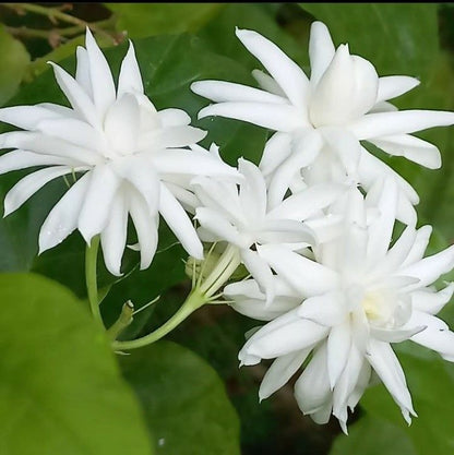 Juhi Jasmine Jasminum auriculatum flowering plant with fragrant white flowers
