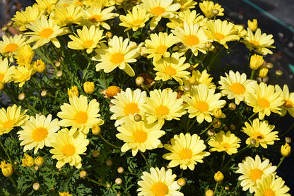 Light Yellow Bellis Perennis Flower Seeds for Planting – Heirloom Non-GMO Garden Seeds