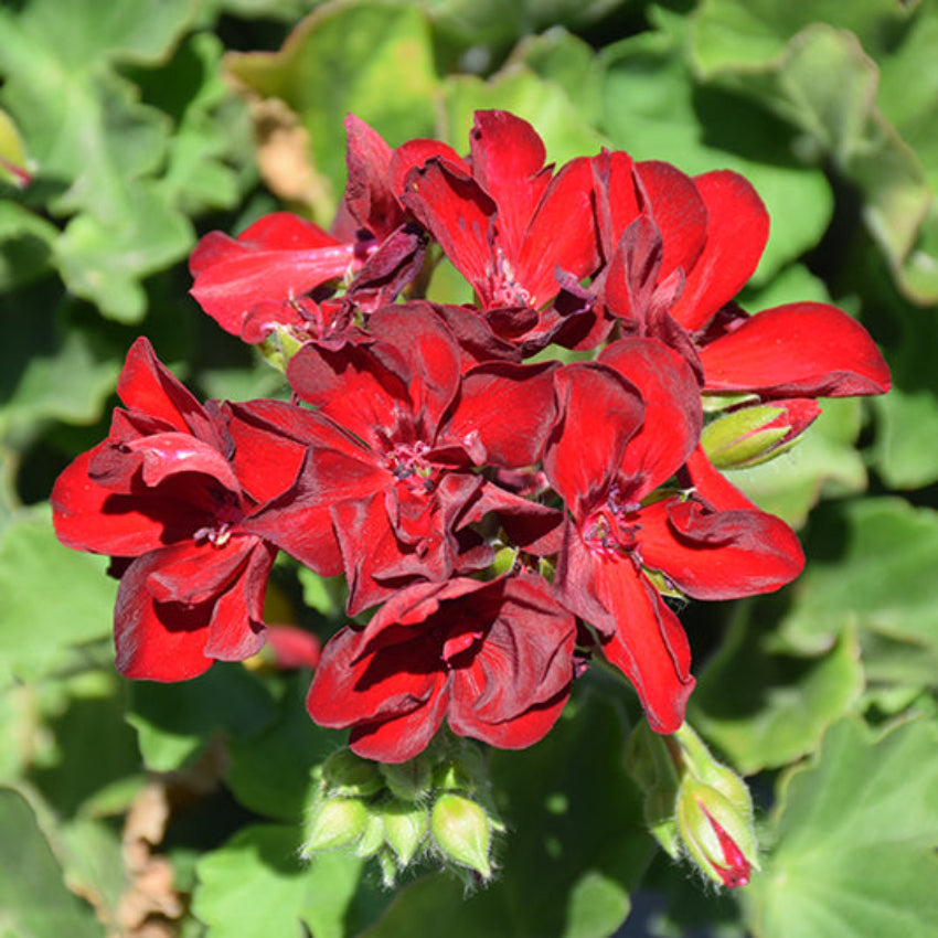 Maroon Univalve flower seeds