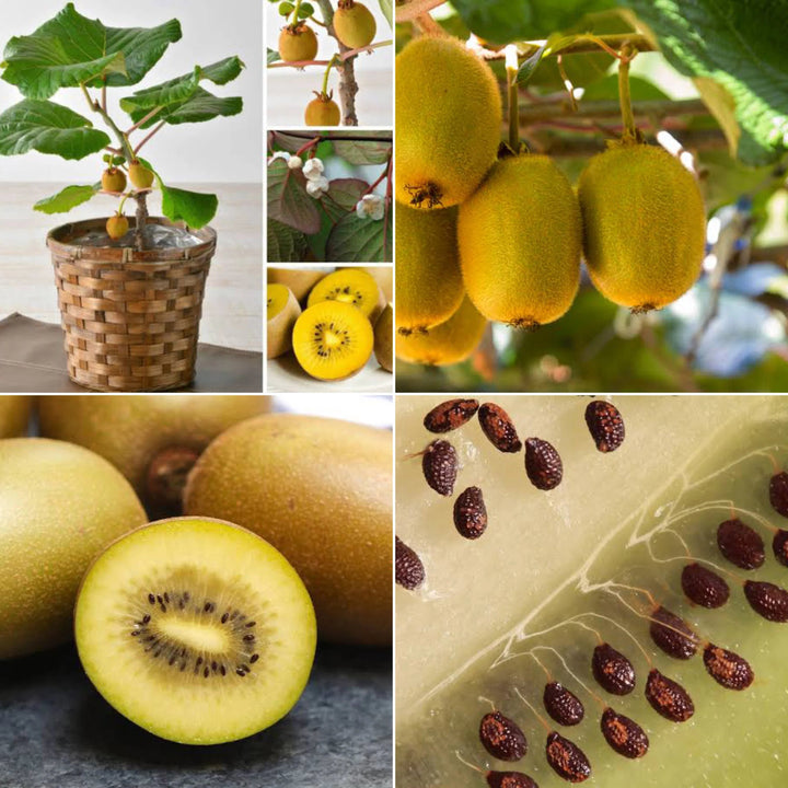 Golden Kiwi Fruit Seeds for Planting – Yellow Kiwi Fruit Tree Seeds for Home Gardens