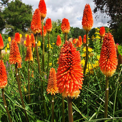 Red and Yellow Kniphofia Flower Seeds for Planting – Heirloom Non-GMO Garden Seeds