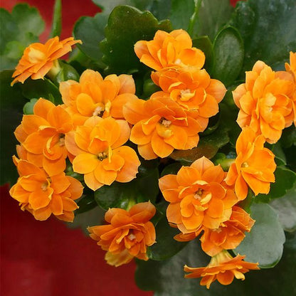 Orange Kalanchoe flower seeds