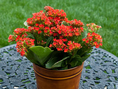 Kalanchoe Flower Seeds for Planting – Heirloom Non-GMO Garden Seeds