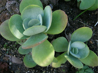 Light Green Kalanchoe Flower Seeds for Planting – Heirloom Non-GMO Garden Seeds