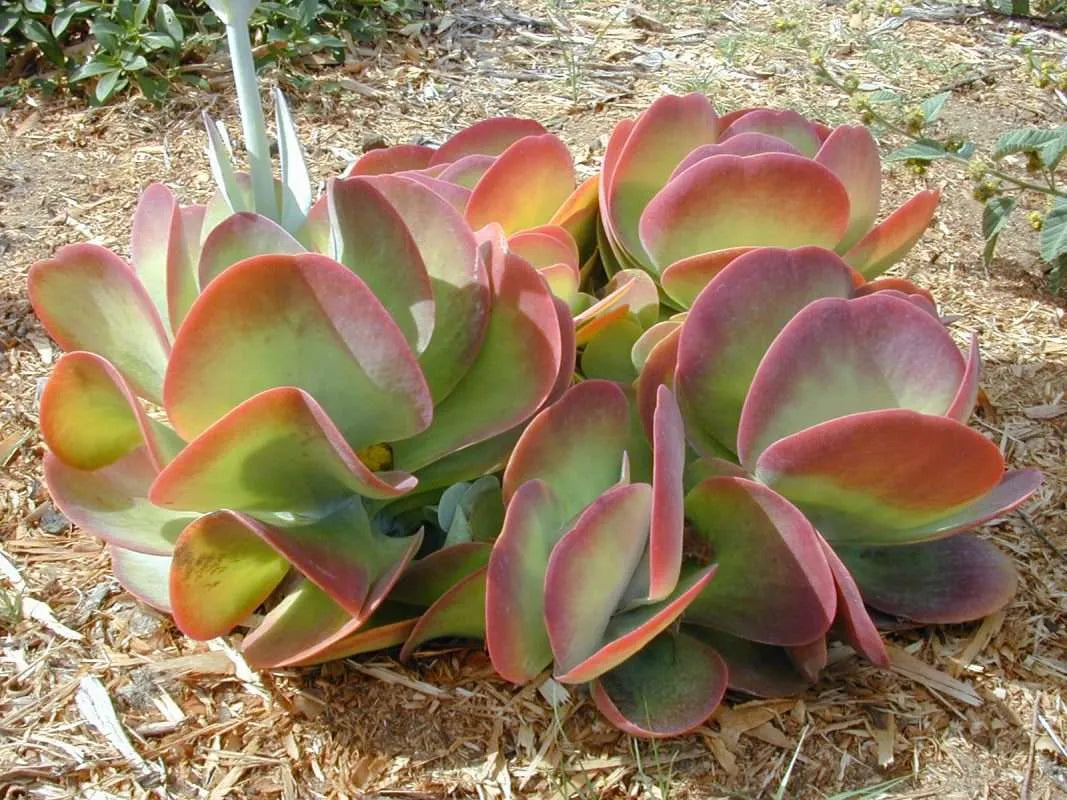 Kalanchoe Gastonis flower seeds