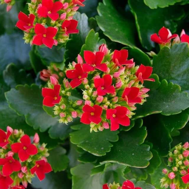 Blossfeldiana Kalanchoe plant