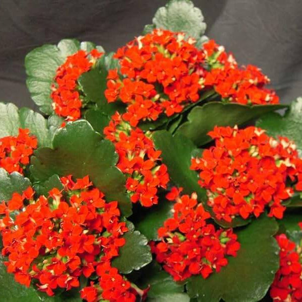 Blossfeldiana Kalanchoe plant