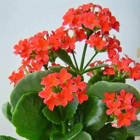 Blossfeldiana Kalanchoe plant