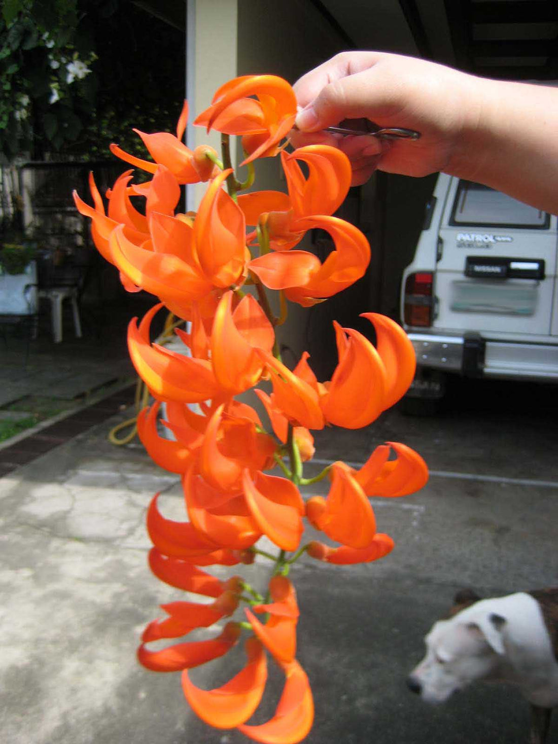 Light Orange flower seeds