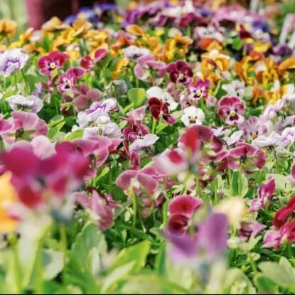 Cut Pansy plant