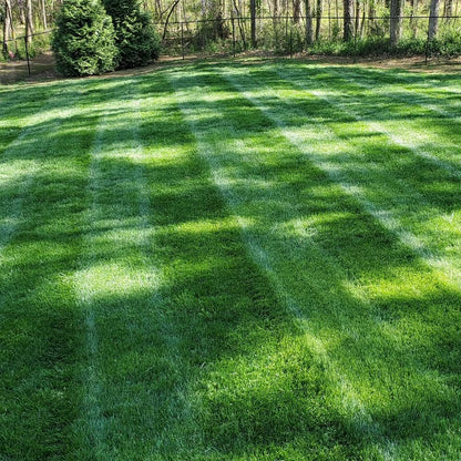 Kentucky Bluegrass Seeds for planting and lush green lawn grass