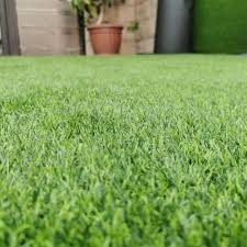 Kentucky Bluegrass Seeds for planting and lush green lawn grass