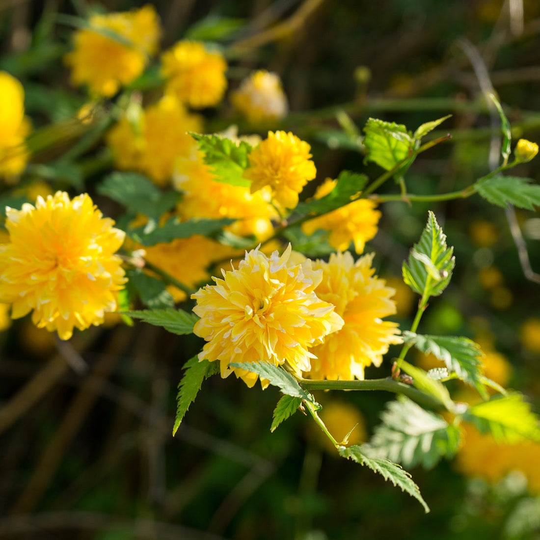 Kerria flower seeds
