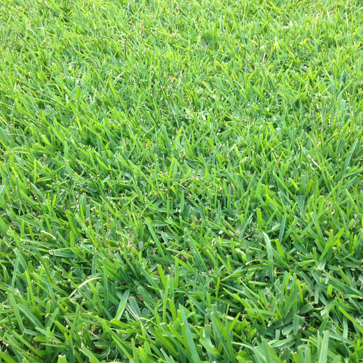 Kikuyu Grass Seeds for Planting – Warm Season Lawn and Ground Cover Grass