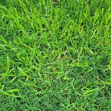 Kikuyu Grass Seeds for Planting – Warm Season Lawn and Ground Cover Grass