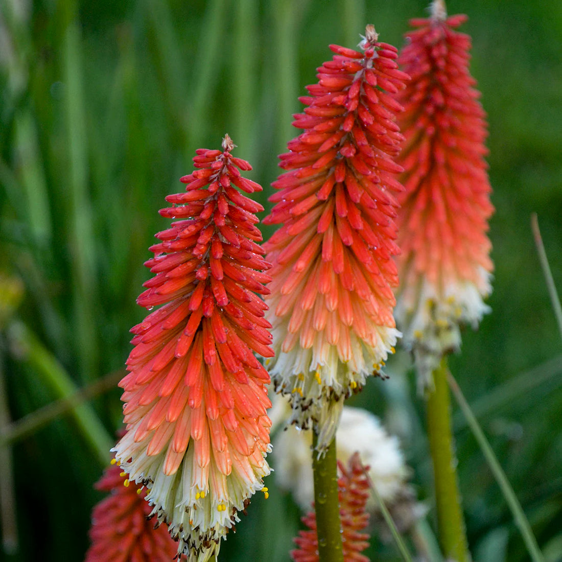 Poker flower seeds