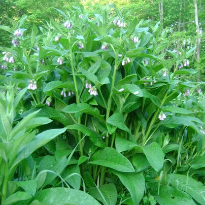 Knitbone plant