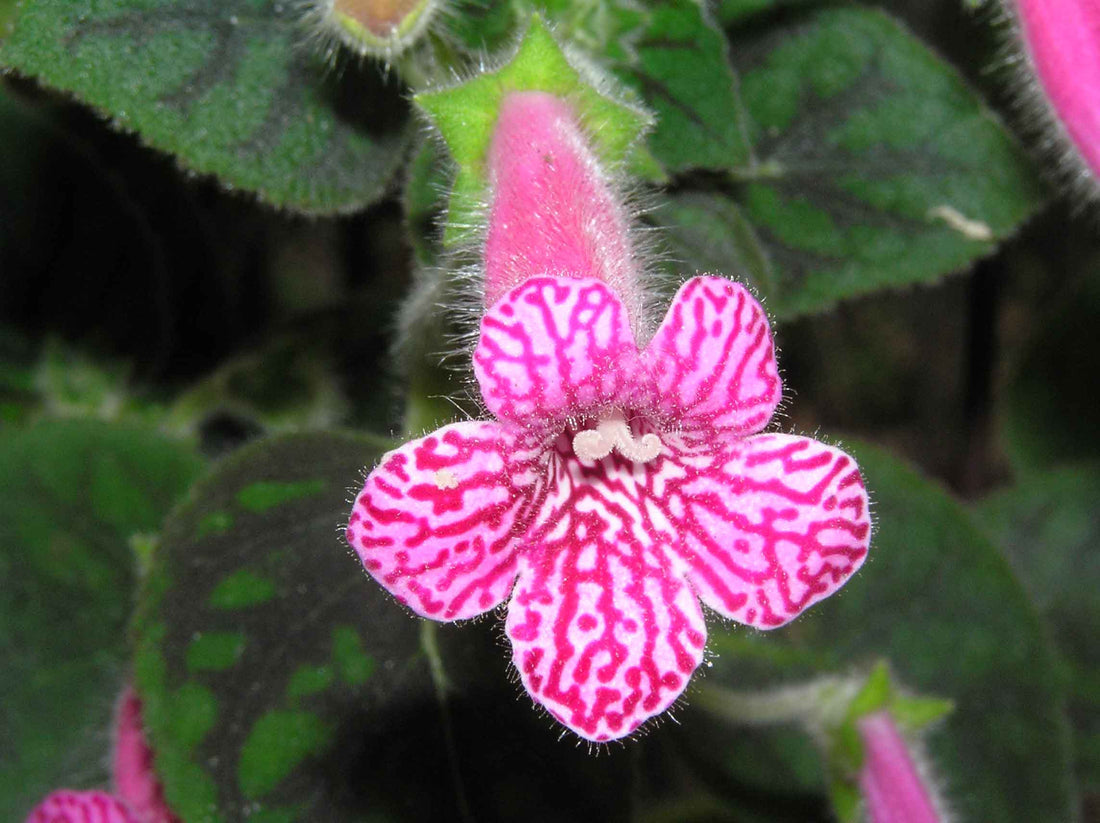 Pink Kohleria flower seeds
